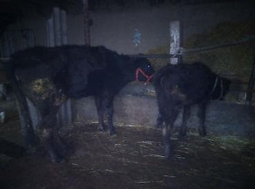 Аквариумы: Продаю | Тёлка | Ангус | Для молока | Стельные — 2