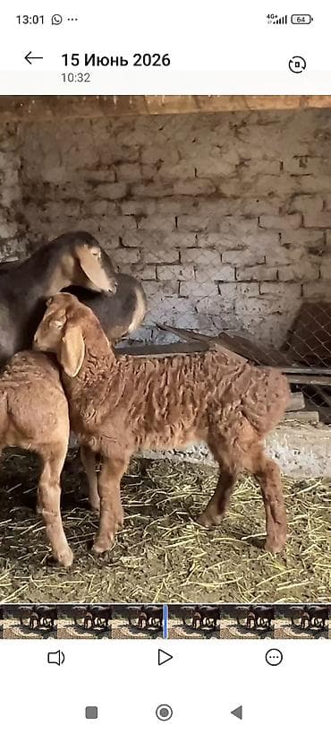 кошки на обувь: Продаю | Ягненок | Эдильбаевская | На забой — 1