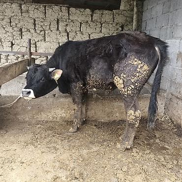 диск пес: Продаю | Бык (самец) | Для разведения | Привязанные — 2