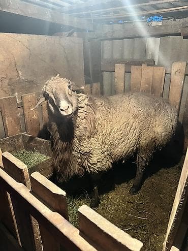 собака купить: Продаю | Баран (самец) — 7