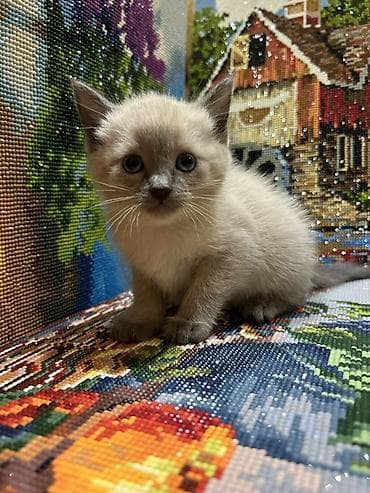 Сиамская, 1 месяц, Мальчик, Метис — 1