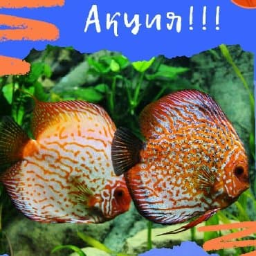 зоомагазин бишкек рядом: Террариумы для экзотических питомцев — 9