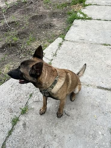 Животные: Бельгийская овчарка, 8 месяцев, Самец, С родословной, С прививкой — 4