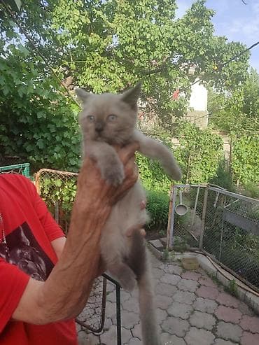 black cat: Котёнок окраса колор-пойнт (светлый корпус, тёмные ушки, лапы и — 1