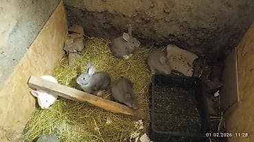 Продаю | Крольчата | Для разведения