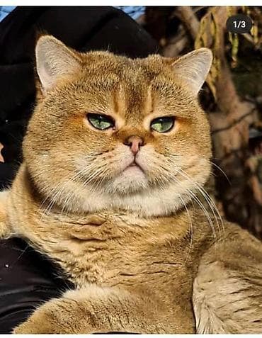 cat sofa: Продаю котёнка Шотландский шиншиллы, мальчик родился 28 июня, кушает — 5