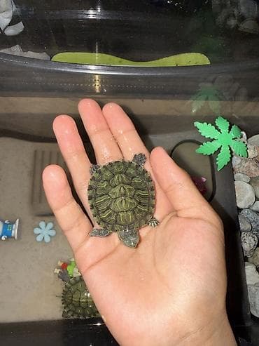 рыбый корм: Красноухая водная черепаха (Trachemys scripta elegans) - Молодая — 5