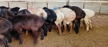 коровы высокоудойные: Продаю | Баран (самец) | На забой — 1