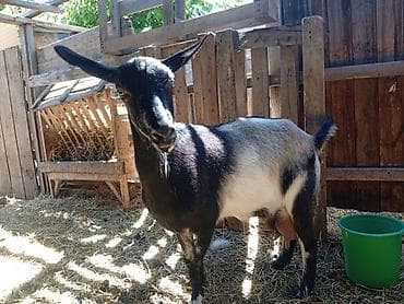 Животные: Продаю | Коза (самка) | Для молока — 4