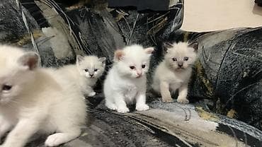 Находка и пропажа кошек: Отдам бесплатно в добрые руки! Котята с светлой шерсткой и темными — 5