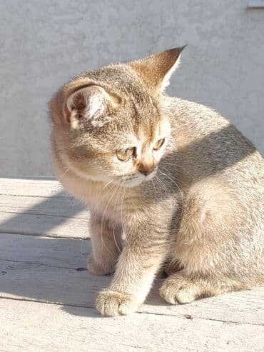 сухое молоко для животных: Скотиш Страйт (Шотландская прямоухая), 3 месяца, Девочка — 3