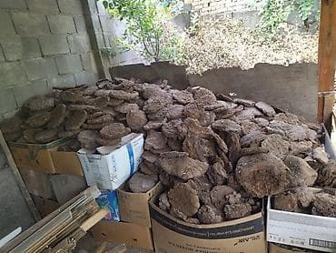 Топливные кизяки (лепёшки из навоза) для отопления и растопки. - — 1