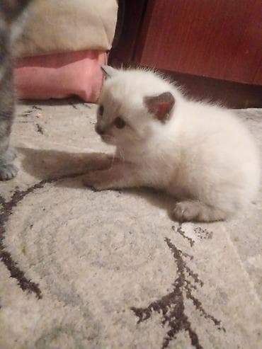 сибирская гладкошерстная кошка: Котёнок с голубыми глазами, колор-пойнт (светлая шерсть с тёмными — 5