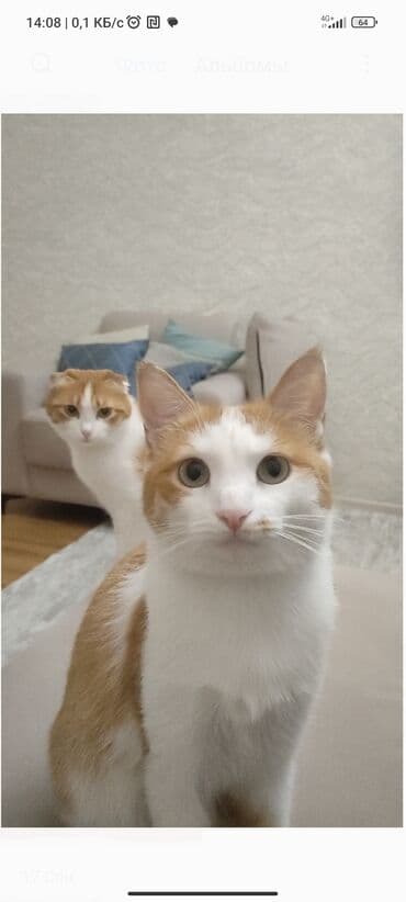 домашние вещи: Пропала домашняя кошка по кличке Жуля. - Окрас: бело‑рыжий (рыжее — 2