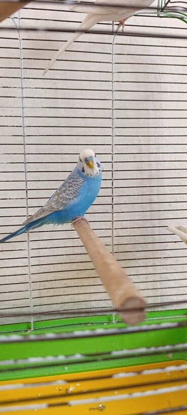 купить инкубационные яйца индюков биг 6: Вольер/клетка для мелких птиц (волнистые попугаи и т.п.) - Просторная — 2