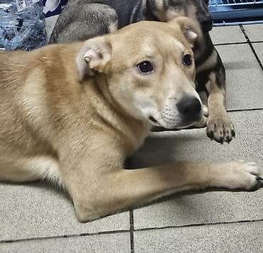 Собаки: Собака даром: Дворняжка, 6 месяцев, Самец, С прививкой — 1