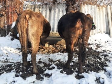 Продаю | Тёлка | Полукровка | Для разведения | Привязанные at lalafo.kg Продаю | Тёлка | Полукровка | Для разведения | Привязанные