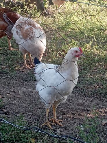 собака доберман сколько стоит: Продаю | Куры | Домашняя | Для разведения — 14