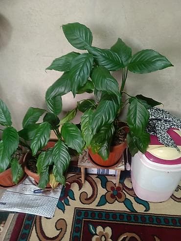 Лимоны: Срочна ❗ Комнатный гулдордун турлору коп. Баарын жакшы баада берем — 8