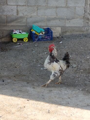 купить корм для перепелов несушек: Продаю | Петух | Для разведения — 2