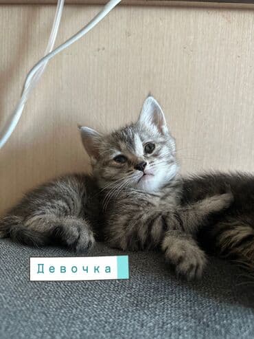 отдам котенка в добрые руки: Эркек — 9
