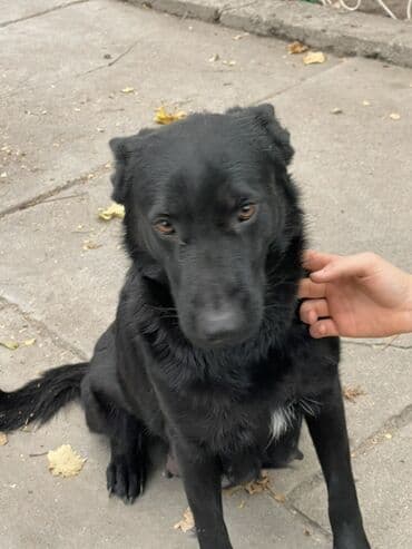 франсуский бульдог: Продаются щенки порода немецкая овчарка, кабель классического окраса — 6