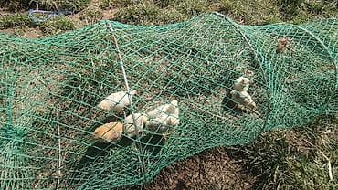 инкубатор золушка: Срочна ‼️Китайский инкубатор на 12 куриных яйиц использовали один раз — 10