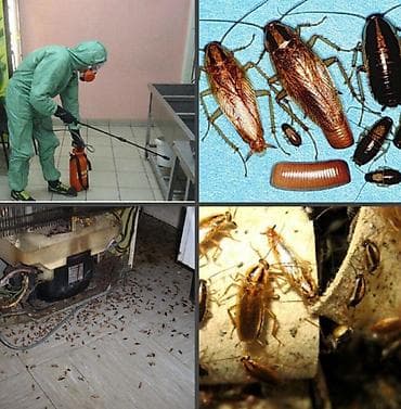 дезинфекция от тараканов бишкек: Дезинфекция, дезинсекция, | Клопы, Блохи, Тараканы, | Транспорт, Офисы, Квартиры — 5