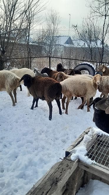 бирки для баранов: Продаю | Овца (самка) | Полукровка | Для разведения | Племенные — 10