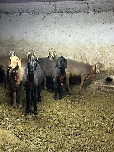 Продаю | Овца (самка) | Для разведения | Ярка