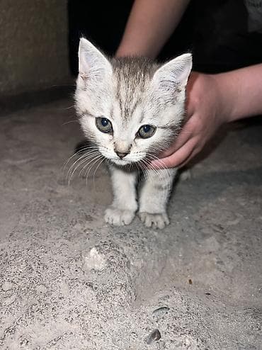котенок бесплатно: Кошка даром: Беспородная, 2 месяца, Девочка — 2