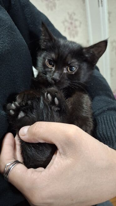 египетская кошка 2021 оригинал: Котята в добрые руки 2 месяца маму тоже отдаём в добрые руки девочка — 9