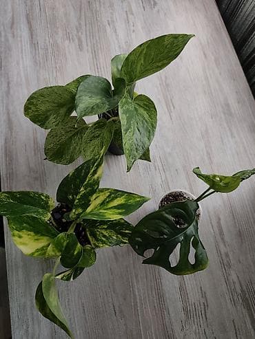 loft mebel: Филодендрон Burle Marx-200 Эпипремнум золотистый -150 Монстера 200 — 3