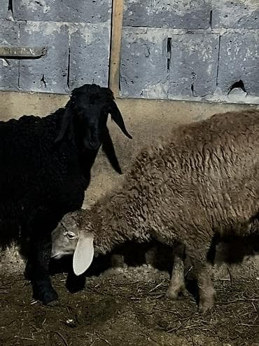 сена тук: Продаю | Баран (самец) | Для разведения — 4