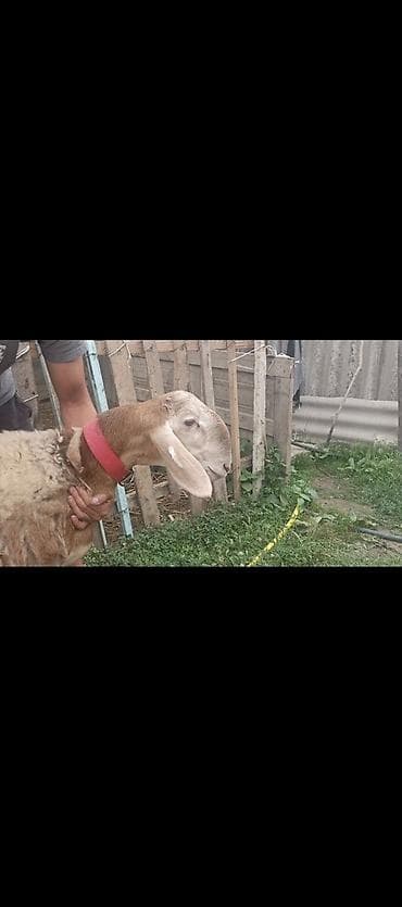 белая вислоухая кошка: Продаю | Баран (самец) | Арашан | Для разведения | Племенные — 8