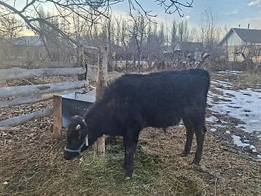 Продаю | Бык (самец) | На откорм | Привязанные