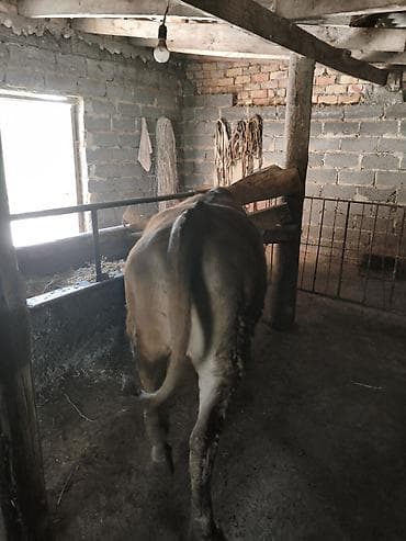 мин булак: Сатам | Уй (ургаачы) | Швиц | Сүт алуу үчүн | Байланган — 2