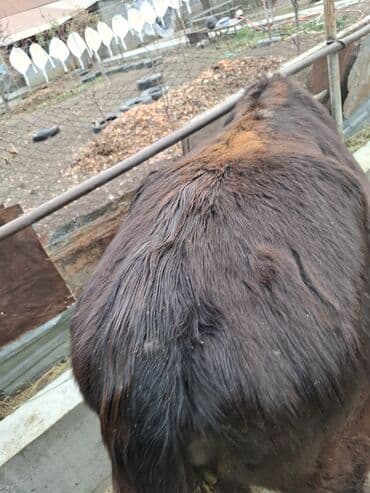 дойный апарат для коров: Продаю | Бык (самец), Тёлка | На забой — 8