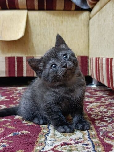 продажа кочкор: Продаются котята шотланской породы — 3