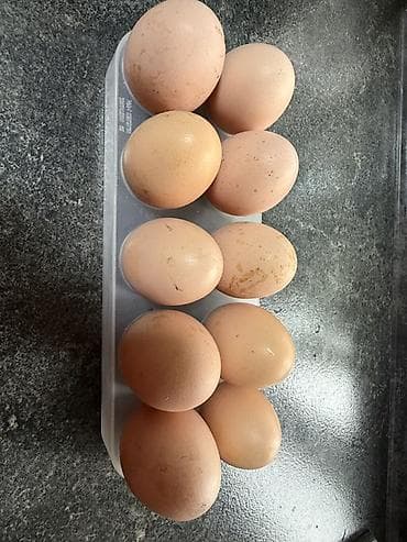 С/х животные и товары: Продаю | Куры | Для разведения — 5