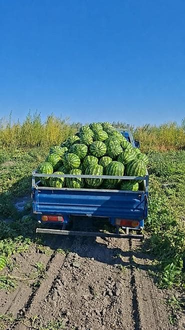 Мөмө-жемиштер: Дарбыздар Дүң, Акысыз жеткирүү — 1