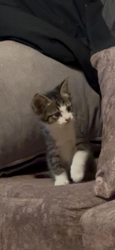 продажа котят мейн кун: Майнкун метисы Отец - дворовой крутыш🦁(крупный) Мать - Майнкун к — 8