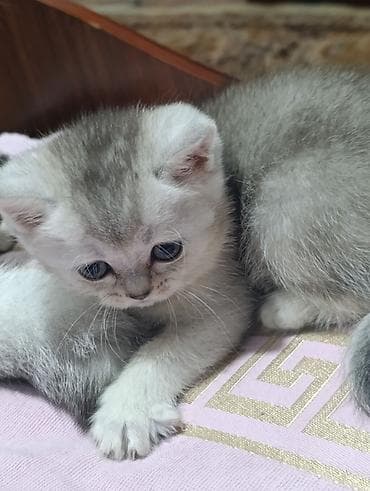 купить ежика бишкек: 1 месяц, Мальчик, Серебристая шиншилла, Приучена к лотку — 2