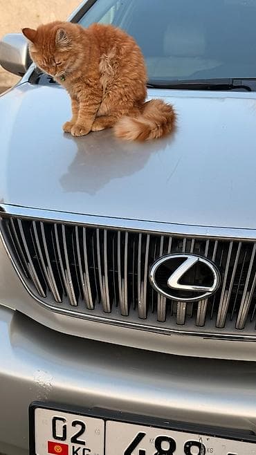 сколько стоит лысая кошка: Рыжий пушистый кот с густой длинной шерстью и роскошным хвостом. Яркий — 4