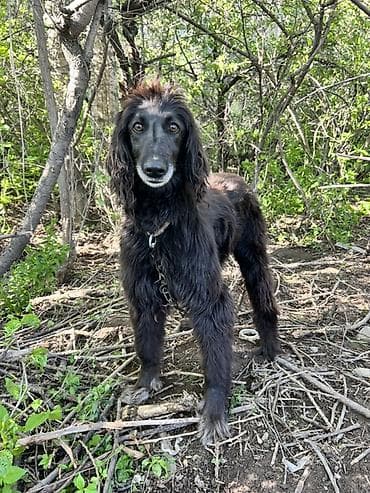 щенки фокстерьера: 3 года, Самка — 1