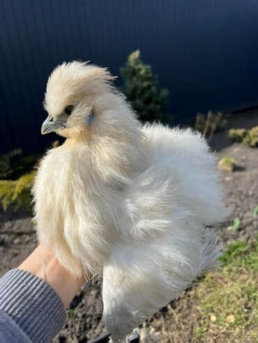 Услуги ветеринара: Продам шелки — 1