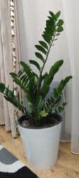 стоимость аквариума: Замиокулькас (Zamioculcas zamiifolia) в декоративном пластиковом — 7