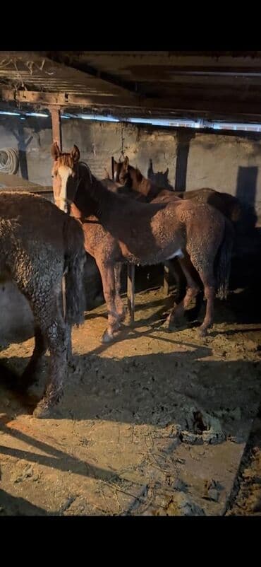 купить породистую собаку: Продаю | Конь (самец) | На забой | Племенные — 1