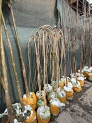 самшит декоративный кустарник: Көчөттөр дарактардын: Арчалар — 25