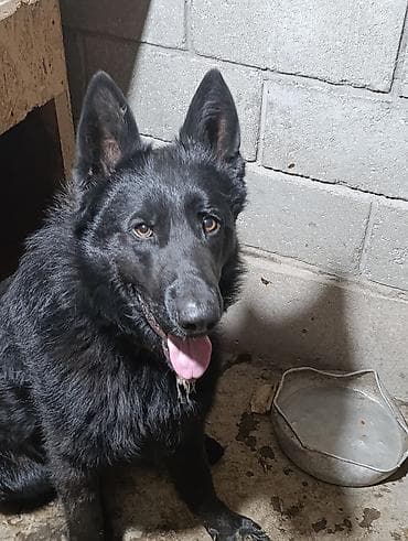 бойцовский питбуль: Немецкая овчарка, 2 года, Самец — 9